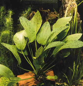 Echinodorus Ozelot Grun